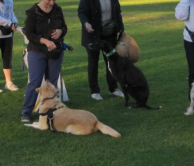 Sydney Western Suburbs Dog Training Club